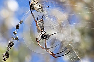 Golden Orb Weaving Spider