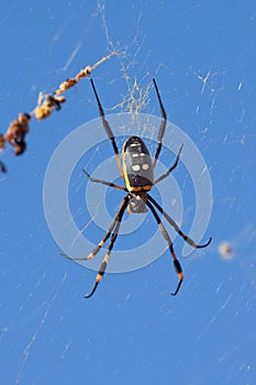 Golden orb web spider against blue sky