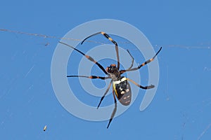 Golden orb web spider against blue sky