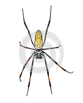 Golden orb-web spider against white background