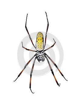 Golden orb-web spider against white background