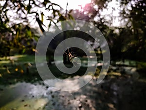 Golden orb-web spider macro shot