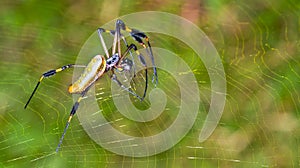 Golden Orb-web Spider, Marino Ballena National Park