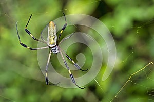 Golden orb-web Spider, Marino Ballena National Park, Costa Rica