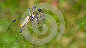 Golden Orb-web Spider, Marino Ballena National Park photo