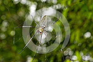 Golden orb-web Spider, Sinharaja National Park Rain Forest, Sri Lanka