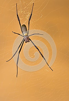 Golden orb web spider sitting in its web