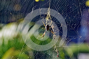 Golden orbweaver spider Nephila plumipes