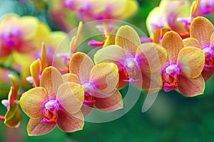 Golden Orchids photo