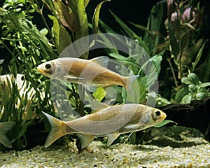 Golden Orfe leuciscus idus