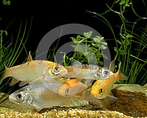 Golden Orfe, leuciscus idus