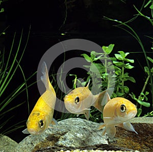 Golden Orfe, leuciscus idus aquarium