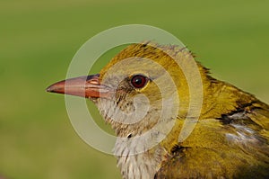 Golden oriole bird (Oriolus oriolus)