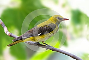 Golden oriole female on a branch