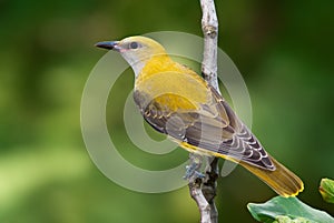 Golden oriole juvenile on a branch