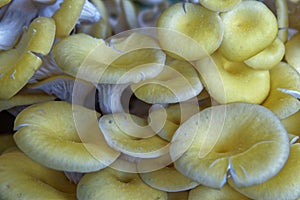 Golden oyster mushrooms