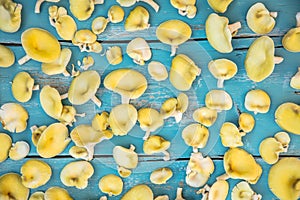 Golden oyster mushrooms on blue wooden table, yellow fungi background