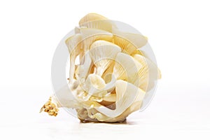 Golden oyster mushrooms isolated on white background
