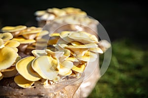 Golden oyster with mycelium substrate, fungiculture at home or on a mushroom farm