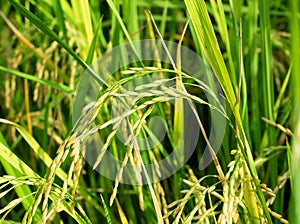 Golden paddy or ear rice plant in farm