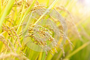 Golden paddy field