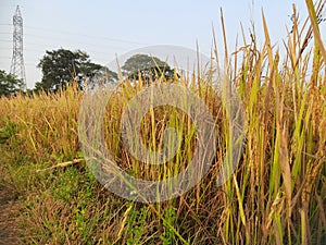 Golden Paddy field at sunrise time.