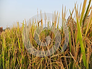 Golden Paddy field at sunrise time.