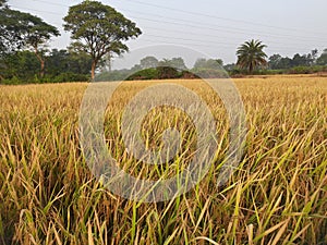 Golden Paddy field at sunrise time.