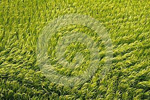 Golden paddy field from top view