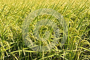 Golden paddy rice farm