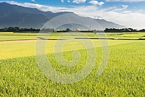 Golden paddy rice farm