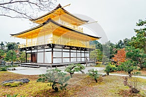 Golden pagoda and tree in the park at Kinkakuji Temple, Kyoto, J