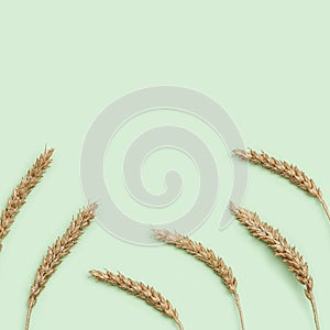 Golden painted ears of wheat close up on pastel green background. Natural cereal plant, harvest time concept