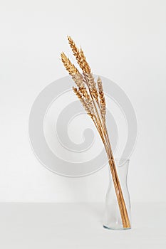 Golden painted ears of wheat in glass transparent vase and on white table. Creative image with autumnal bouquet