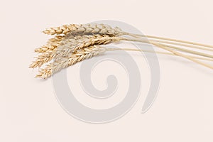 Golden painted spike of wheat close up. Cereal crop. Rich harvest creative concept. natural ears of plant.