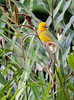 Golden Palm Weaver