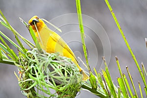 Golden palm weaver bird