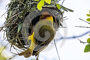 Golden Palm Weaver in its Nest