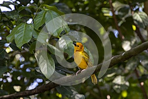 Golden Palm Weaver Perched in a Tree