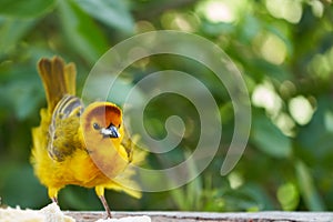 Golden palm weaver Ploceus bojeri Ploceidae Sweet Portrait