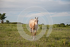 Golden Palomino Horse