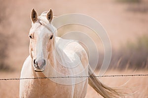 Golden Palomino Horse