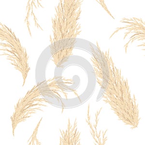 Golden Pampas grass seamless vector pattern. Silver panicle Cortaderia selloana. Floral ornamental grass