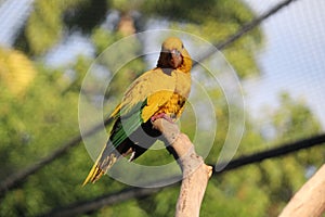 Golden parakeet, golden conure (Guaruba guarouba), ararauba