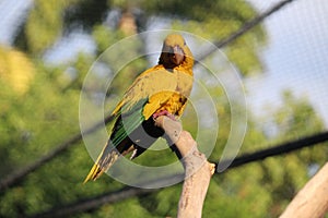 Golden parakeet, golden conure (Guaruba guarouba), ararauba