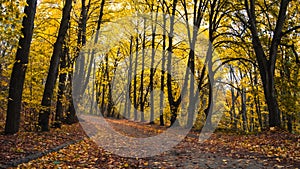 Golden Path: A Journey Through Autumn's Splendor