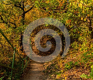 A golden path leading to the ridge.