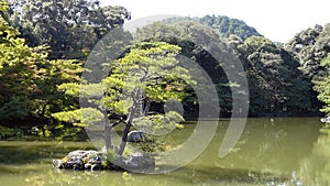 Golden Pavilion garden, Kinkakuji, Kyoto, Honshu Island, Japan