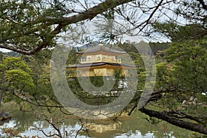 Golden pavilion, Kyoto, Japan, framed with pine tree branches.