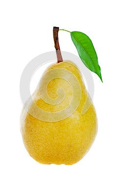 Golden pear